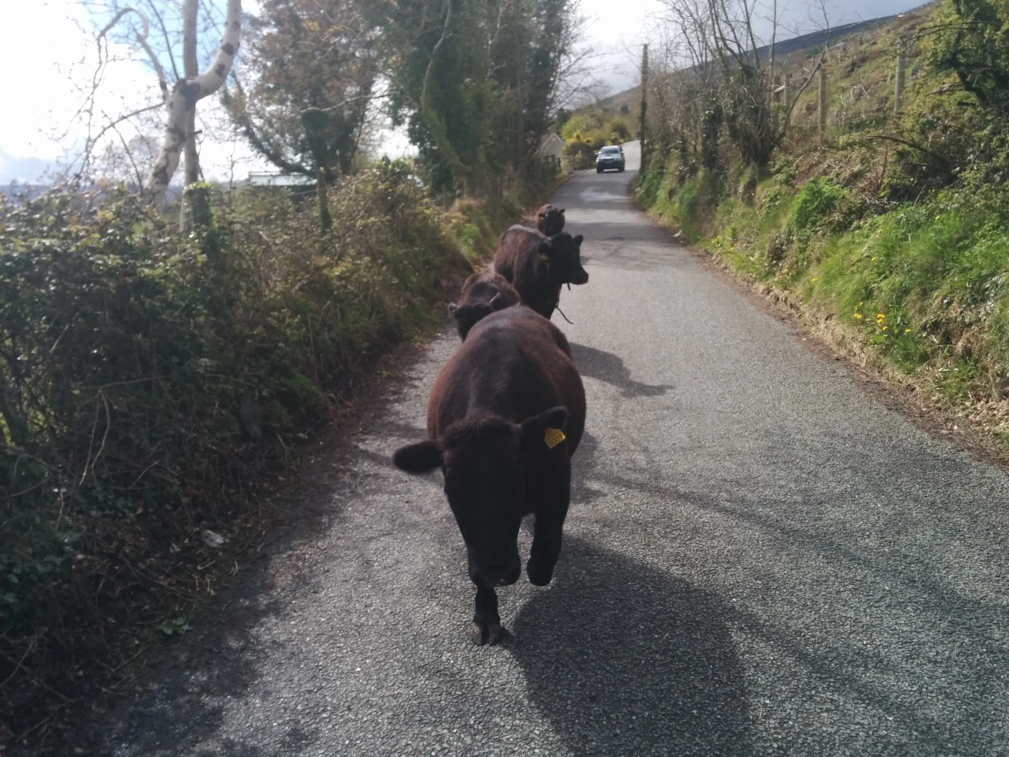 
Busy day on the farm yesterday  