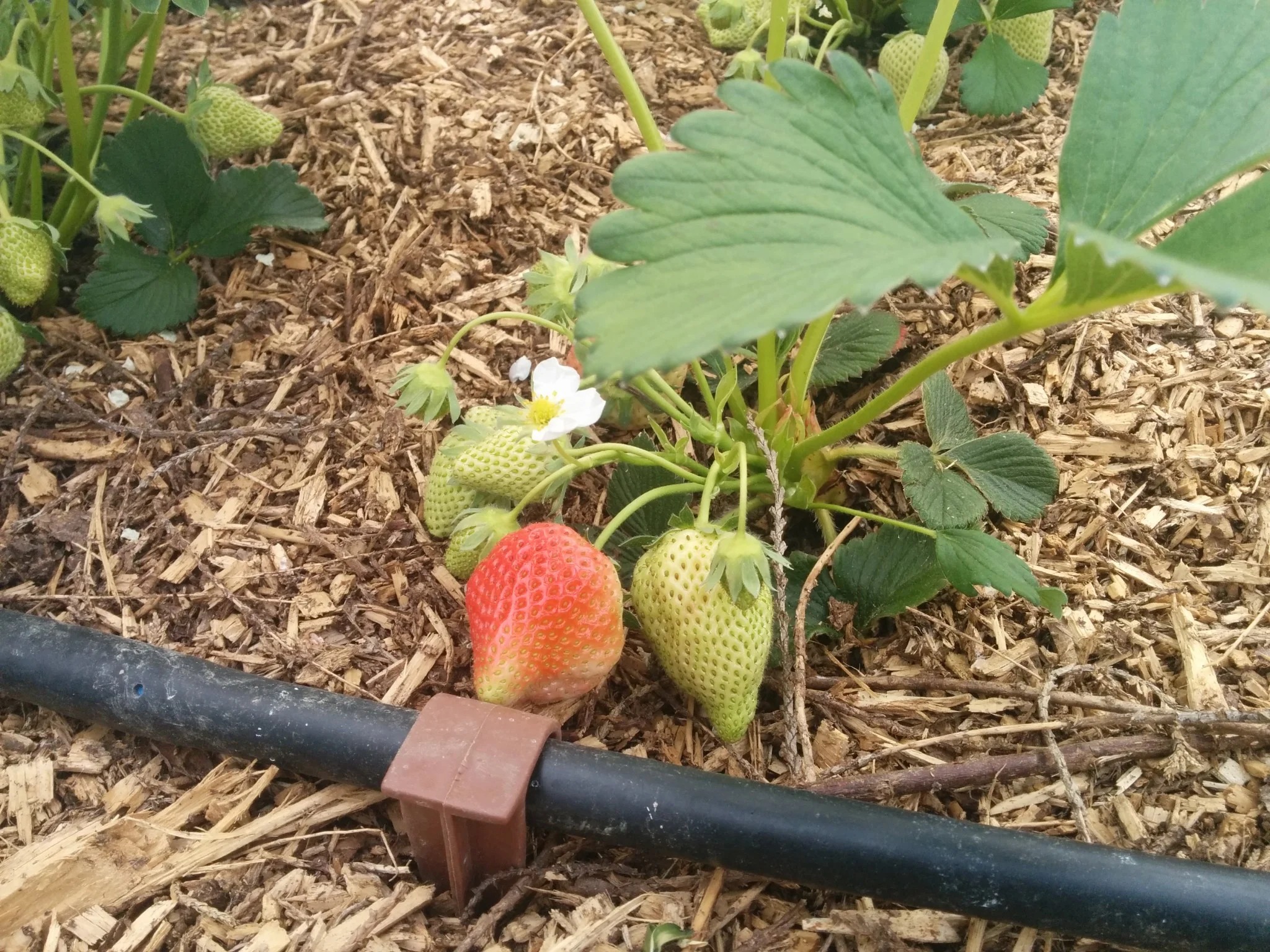 
Nearly time for the first strawberry of the year  