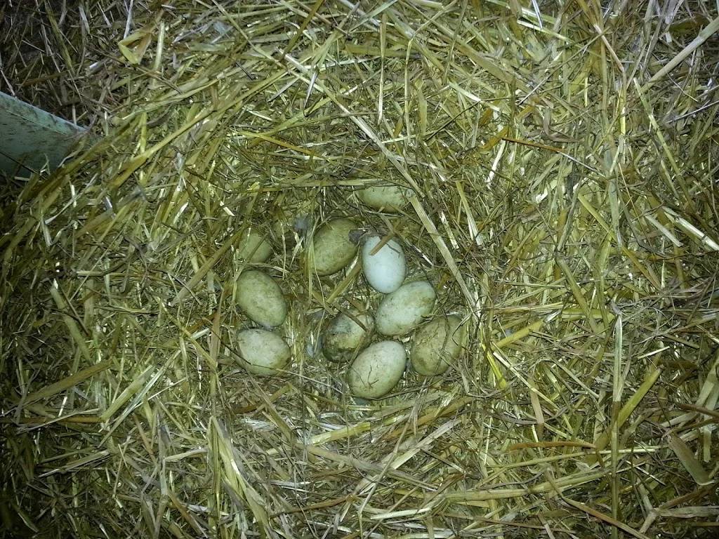 
15 eggs and rising  