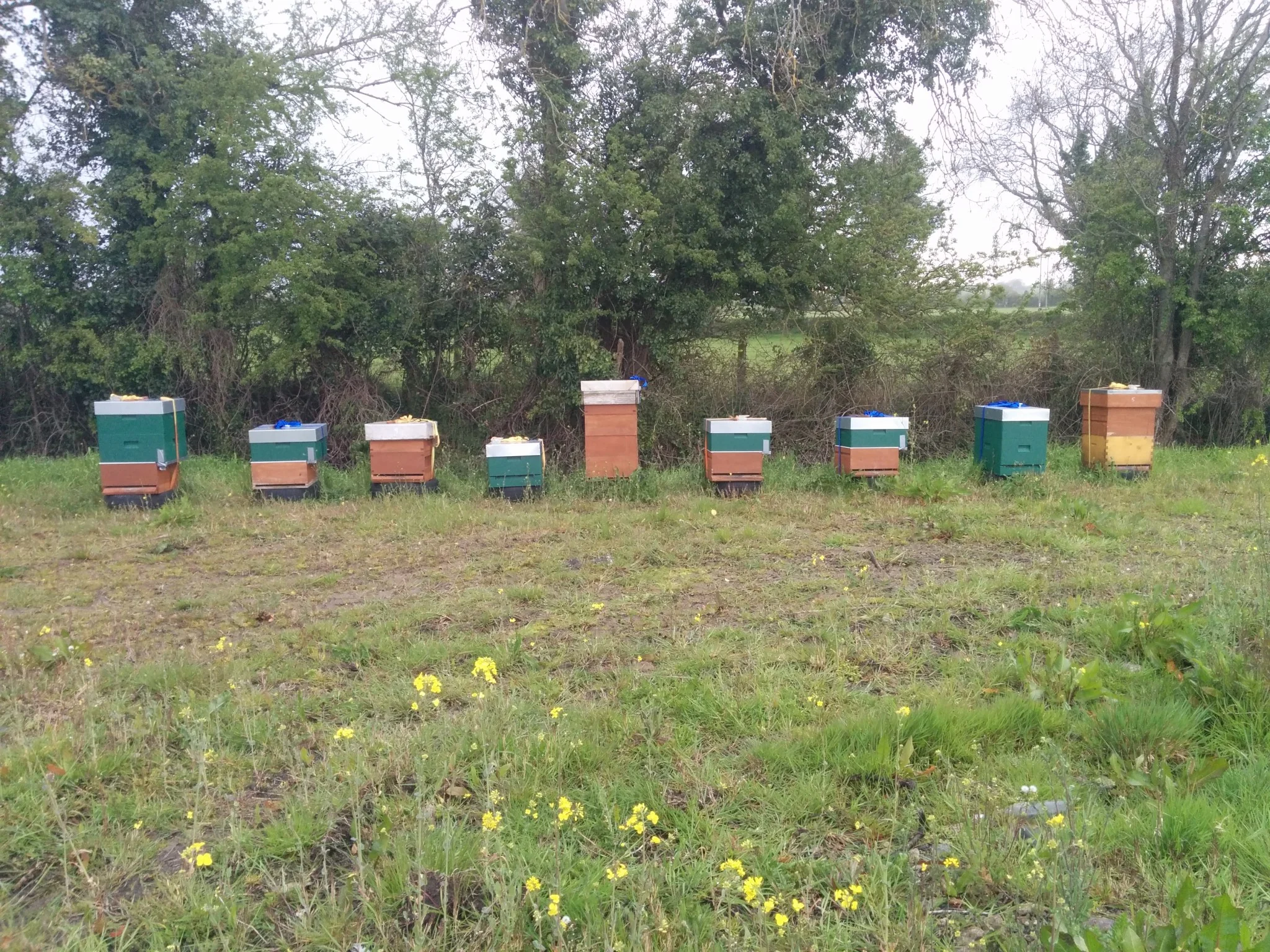 
Drone footage of my beehive inspections on the Oil Seed Rape  