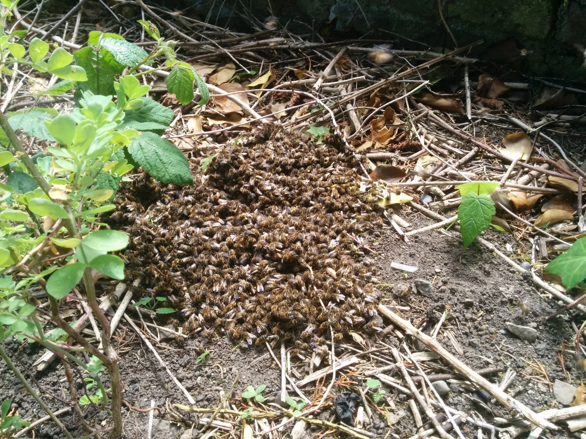 
Artificial swarm doesn't always go according to plan  