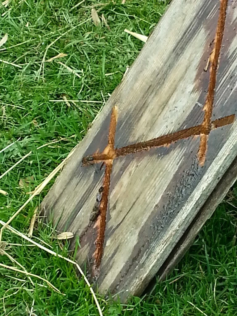 
Bees have started using the drinker  