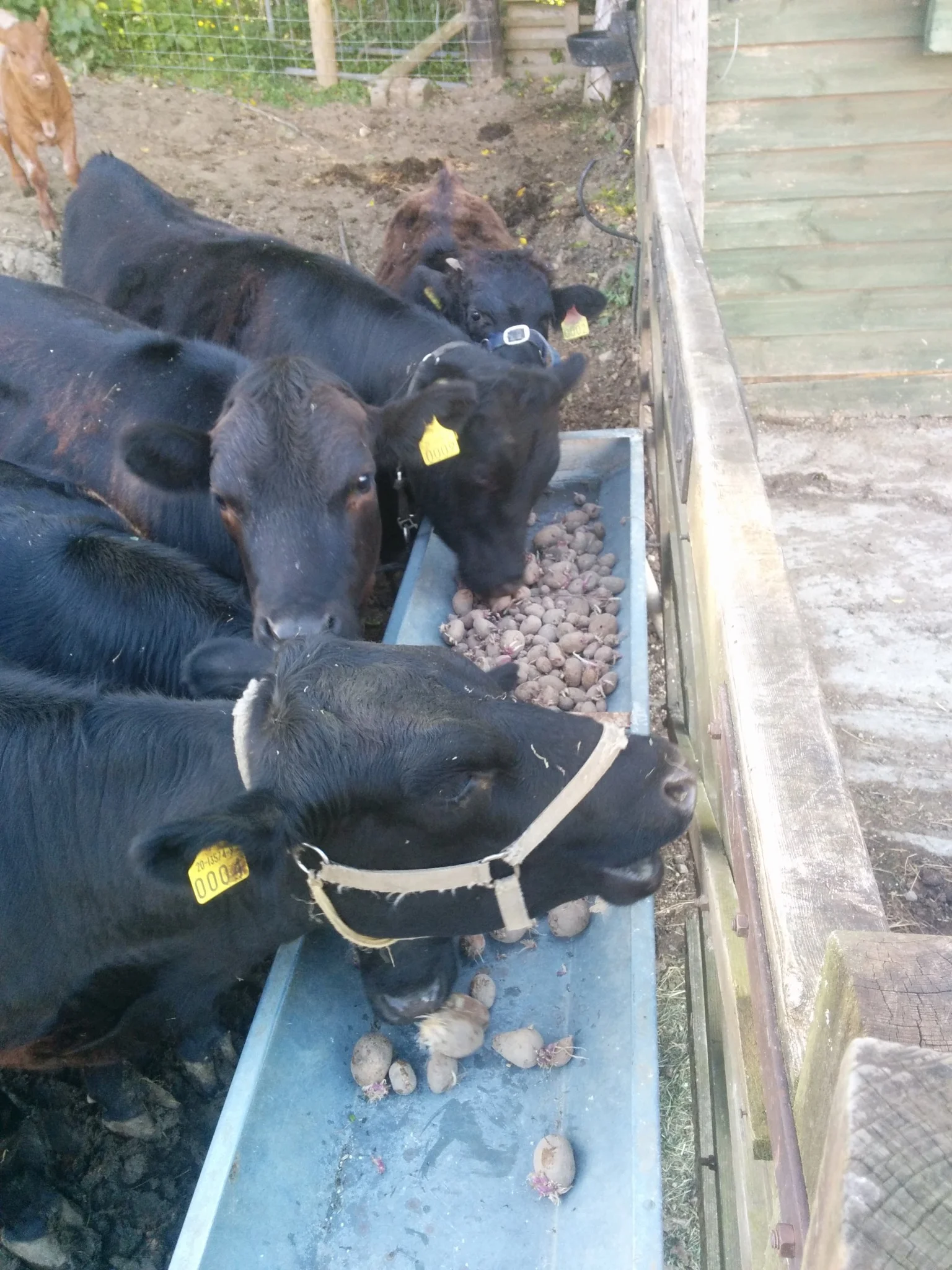 
Cattle enjoying some of last years potatoes  