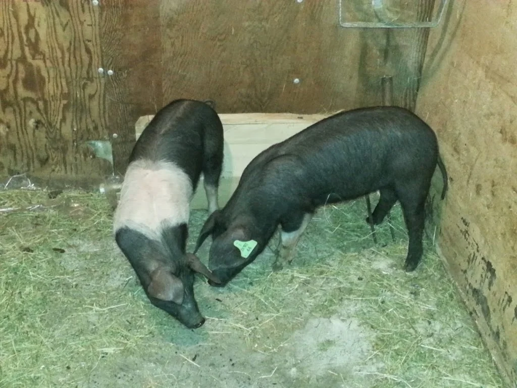 
Meet the 2 new residents  