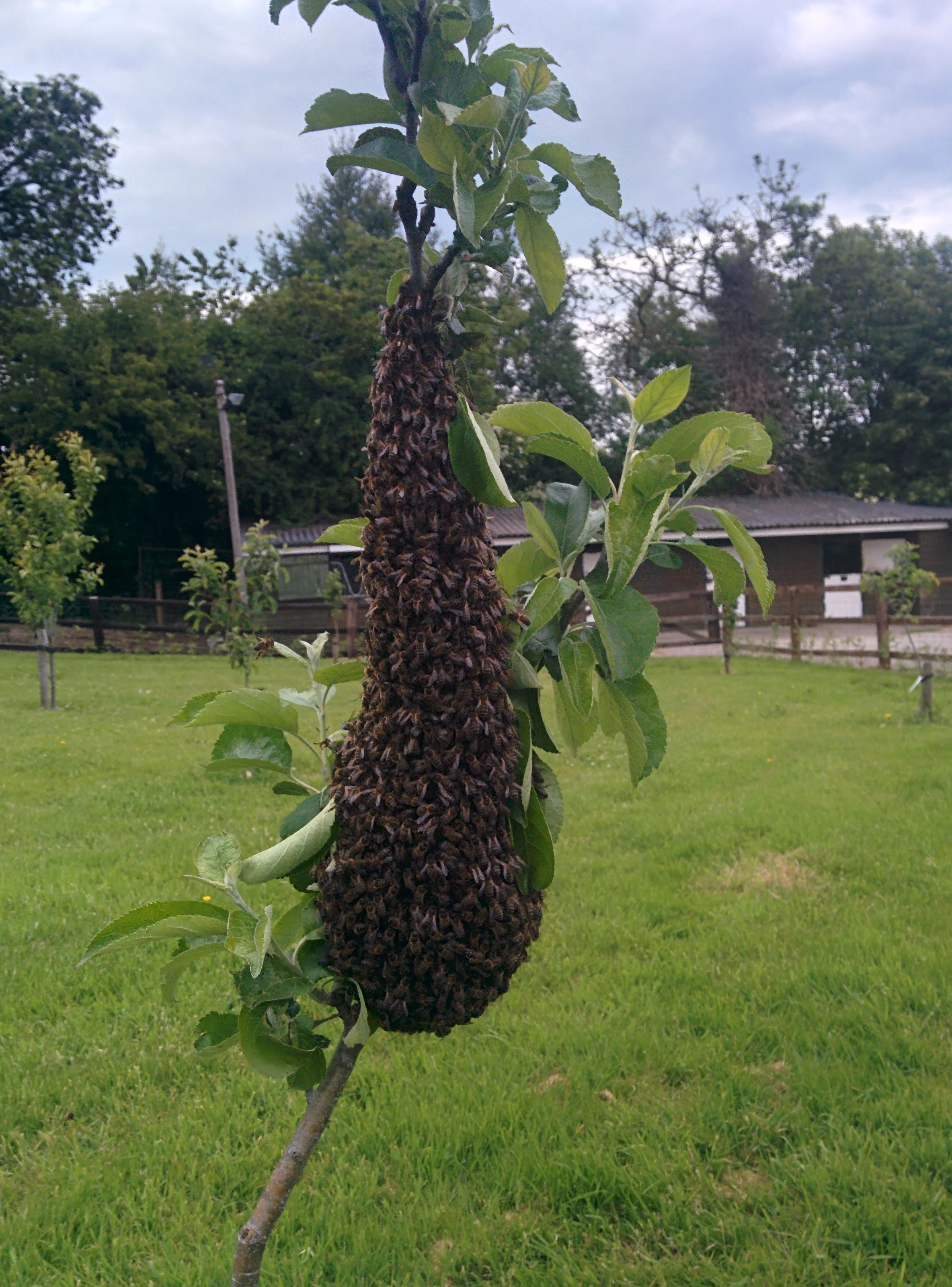 
Oops I missed a small queen cell...SWARM  