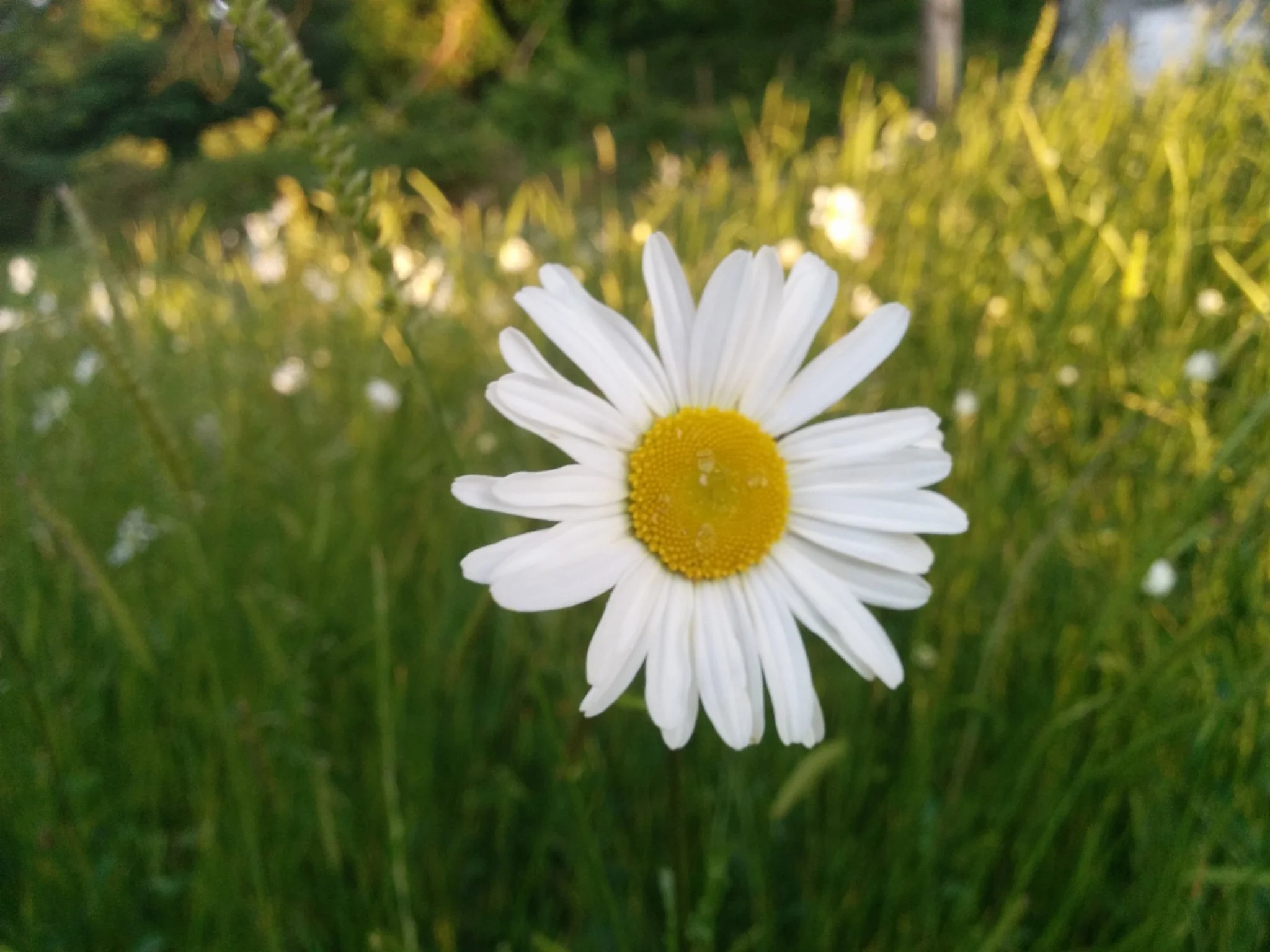 
Stone wall and the wild flower meadow  