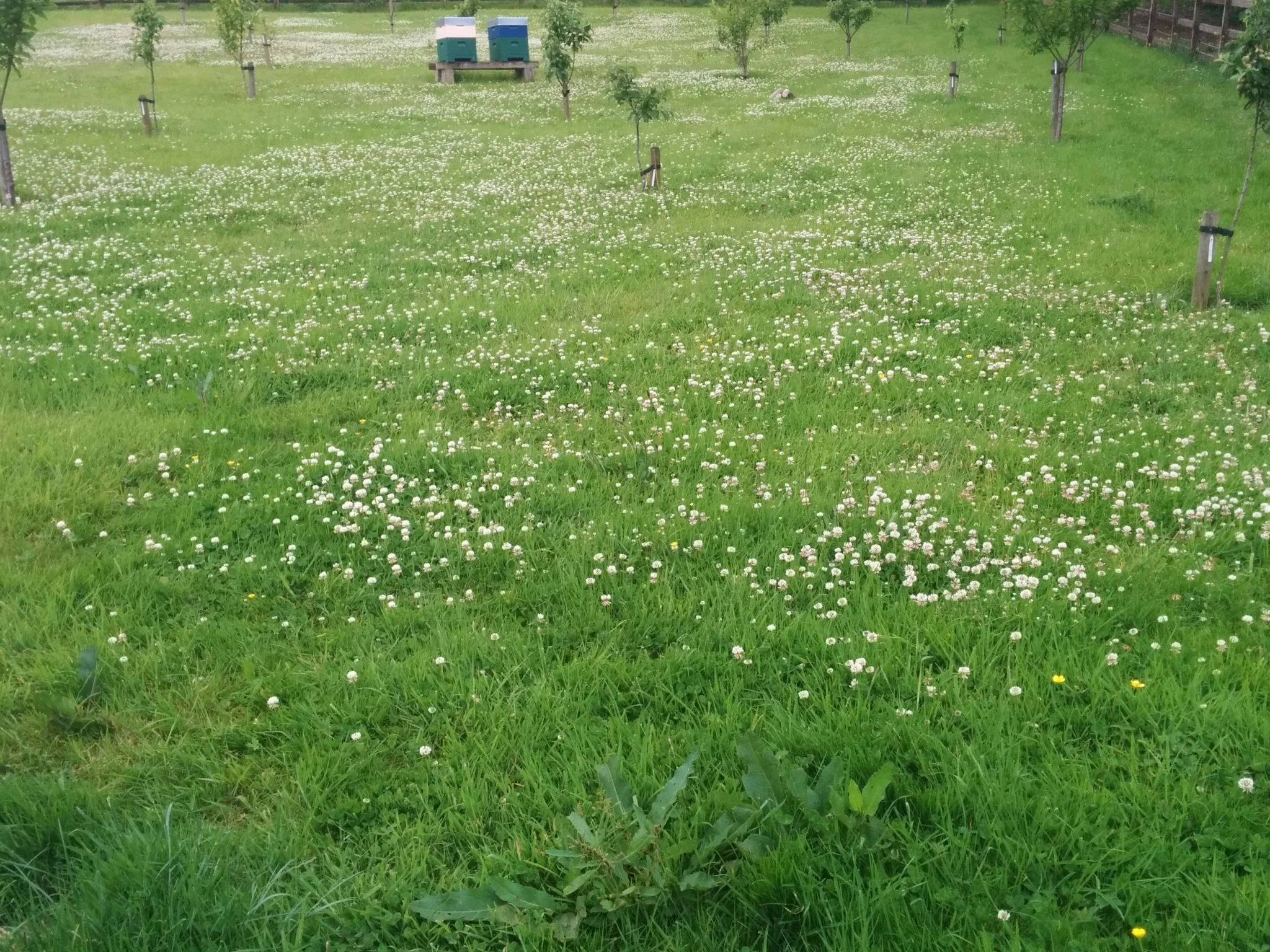 
A sea of clover in the orchard  