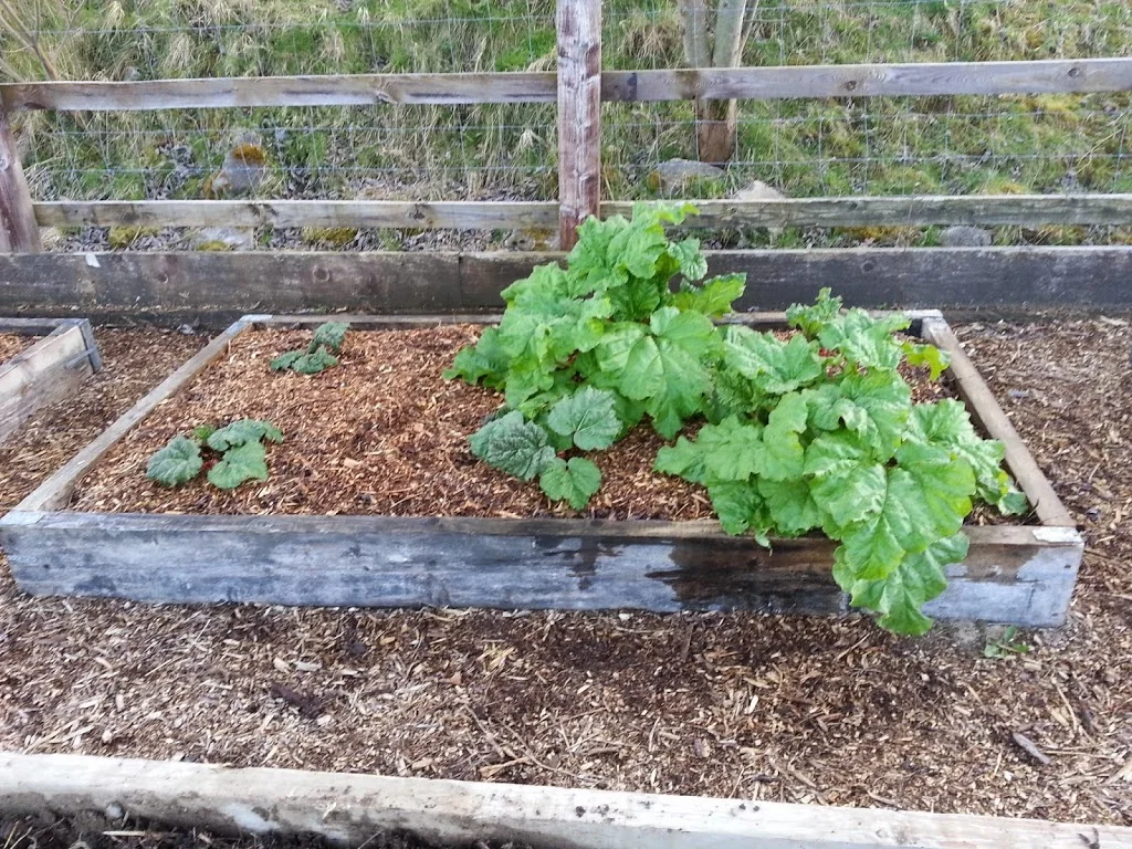 
First rhubarb of the year  