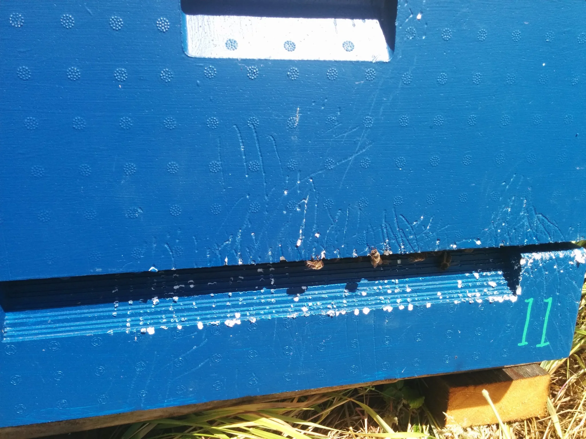 
Hive attacked by a wild animal  