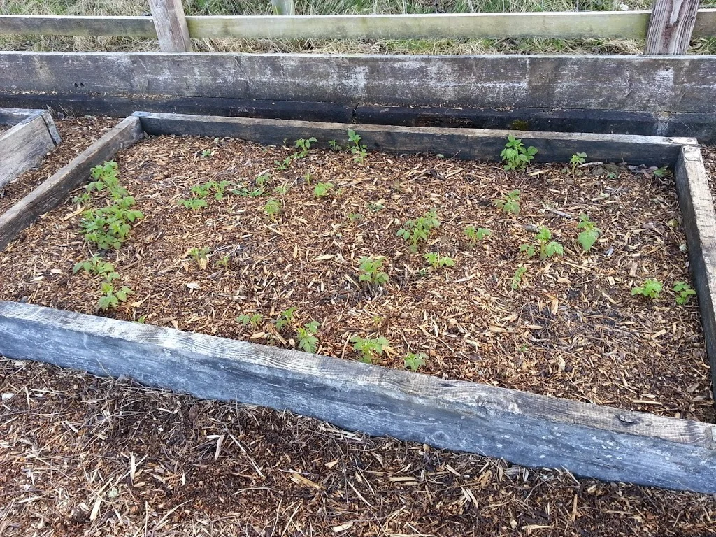 
Some of the veg garden beds  
