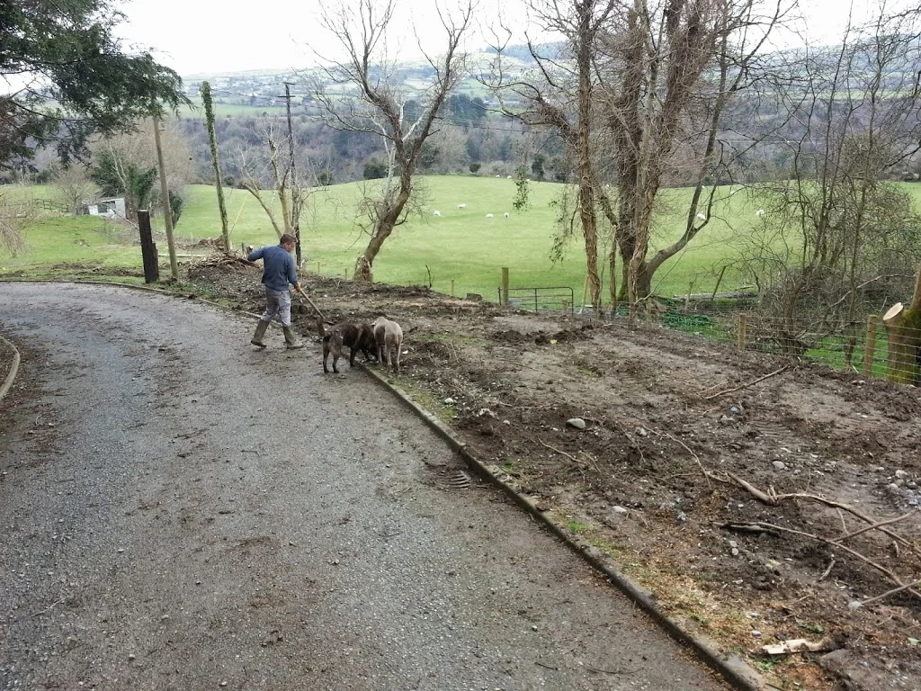 
Leveling off & more apple trees  