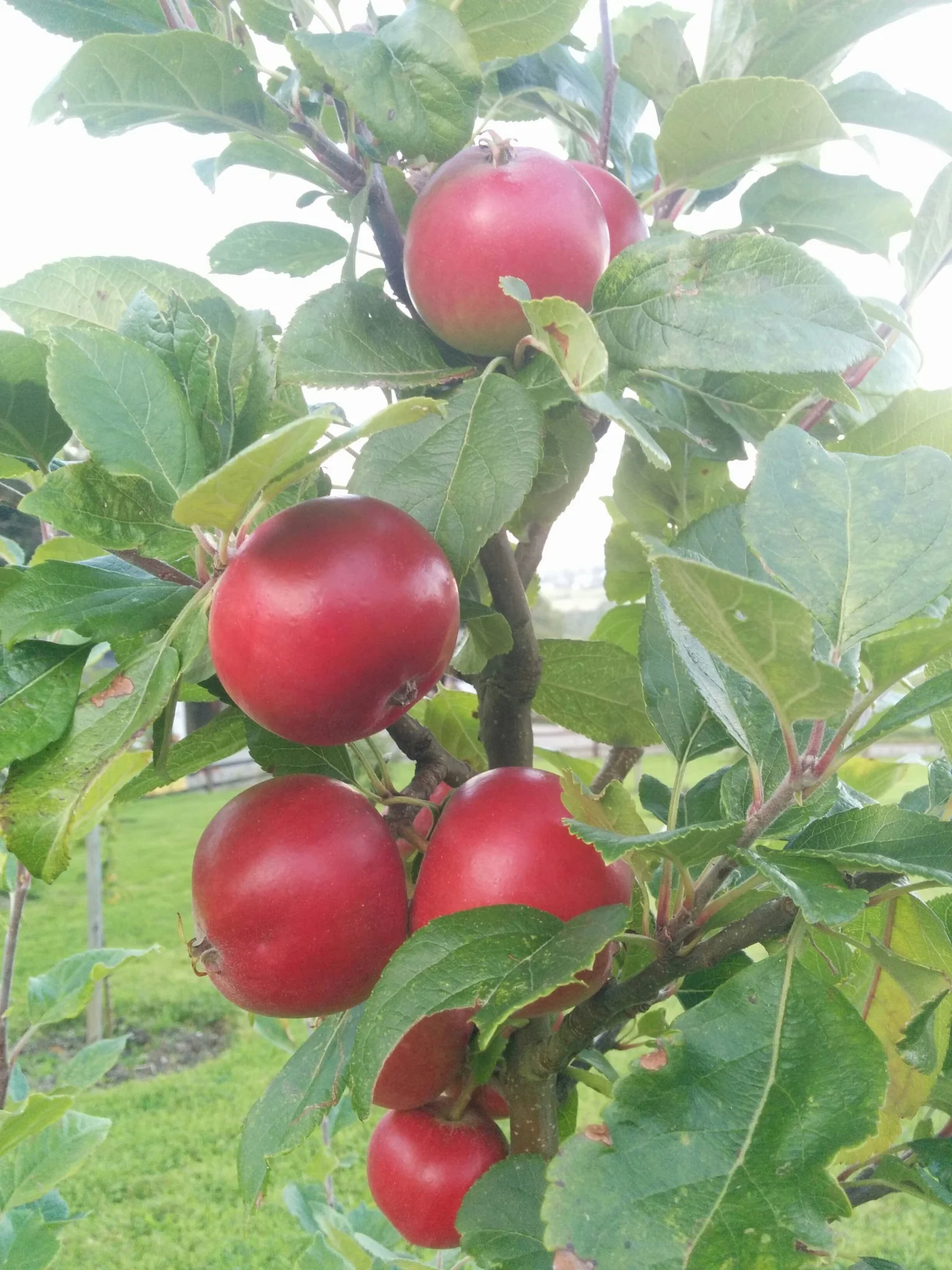 
Big progress in the orchard this year  
