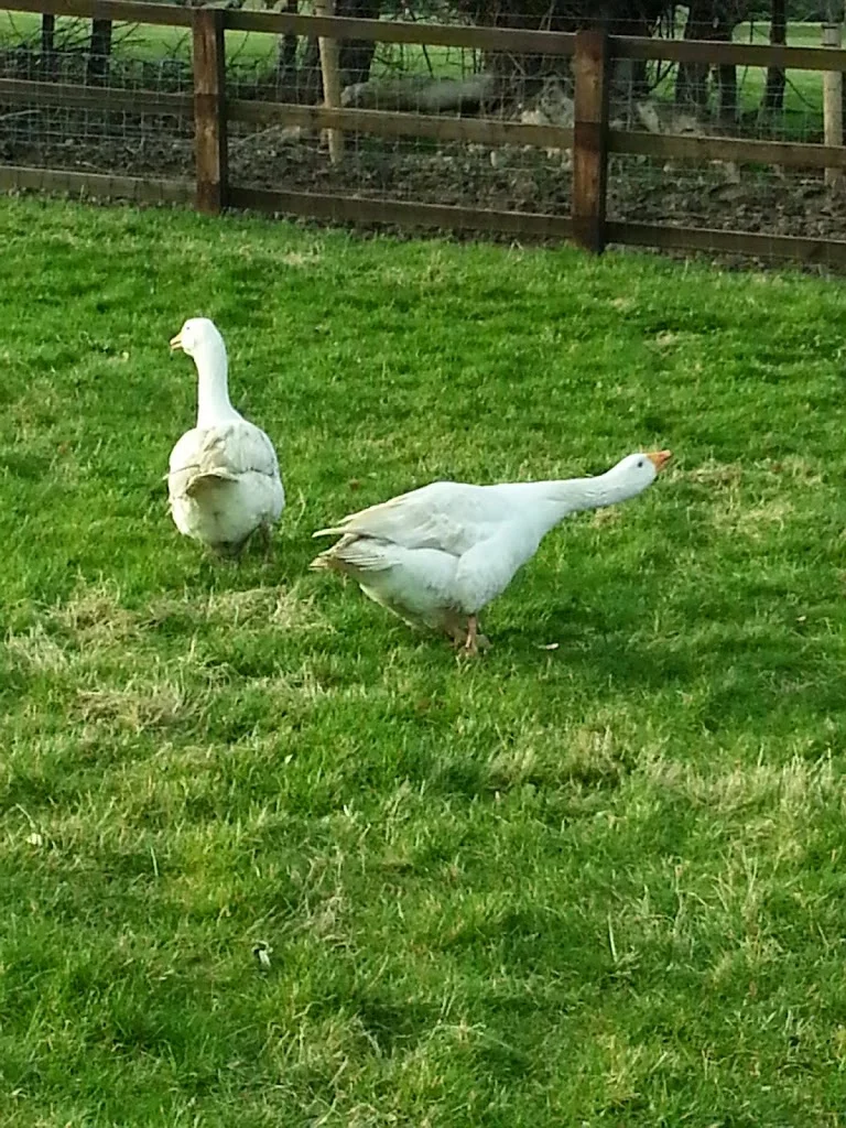 
Geese out enjoying the evening sun  