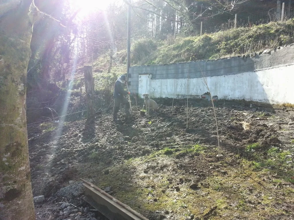 
Poplar trees going in  