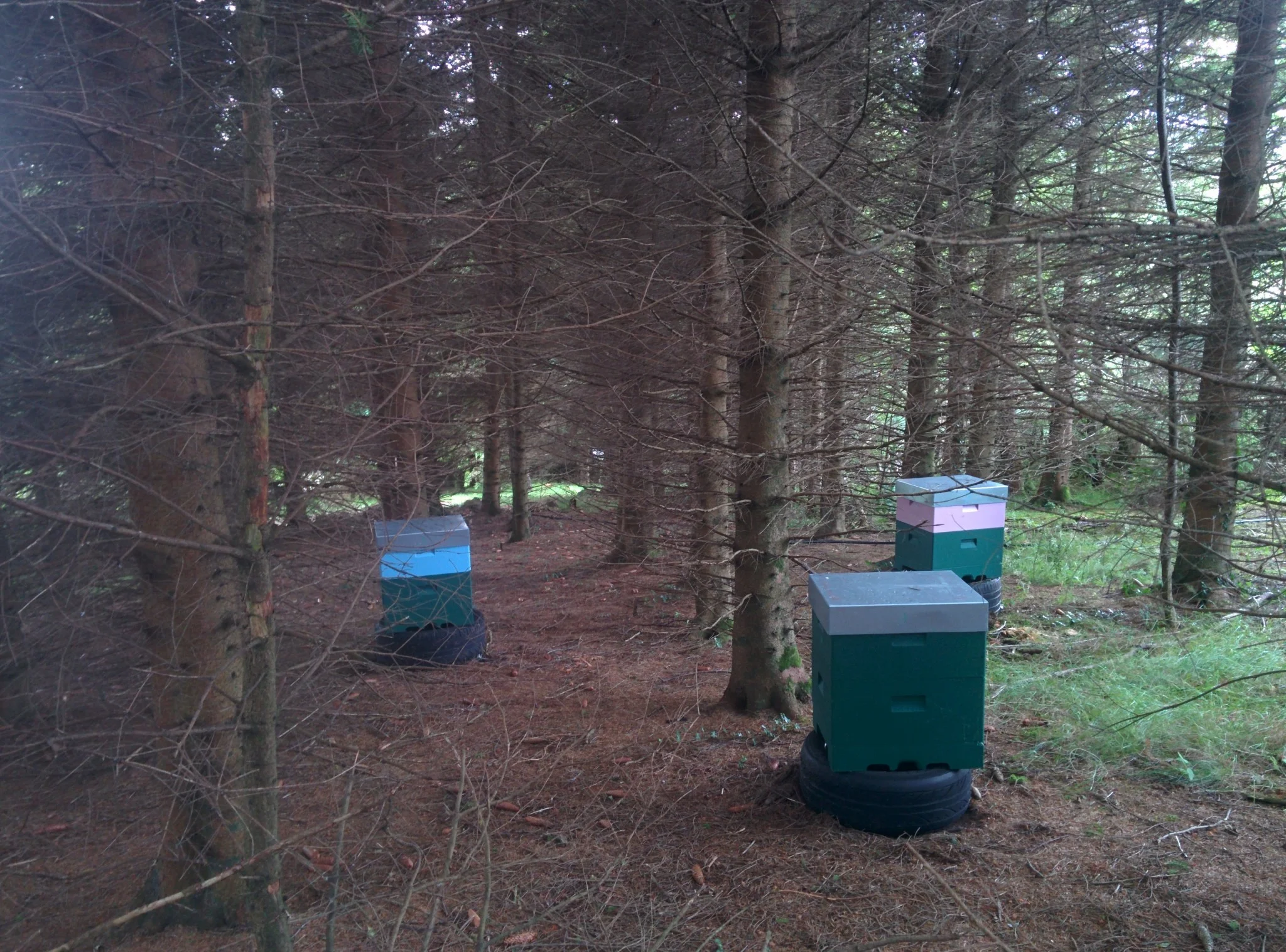 
Some hives up on the heather  