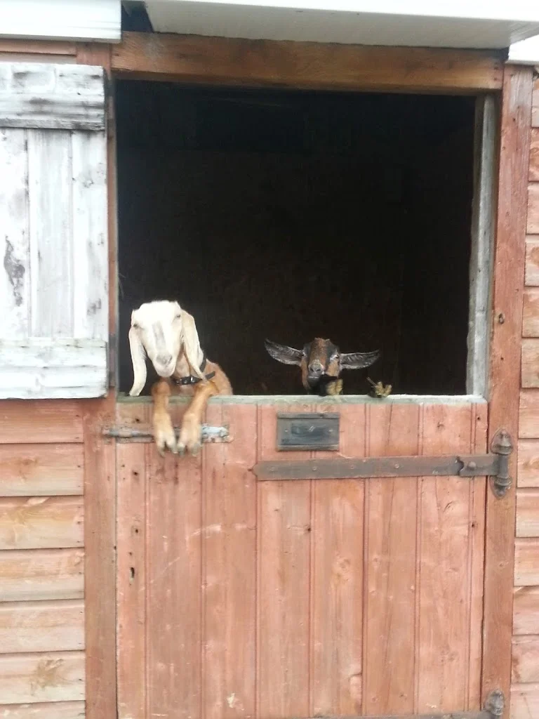 
Jar Jar & Darcy say hello  