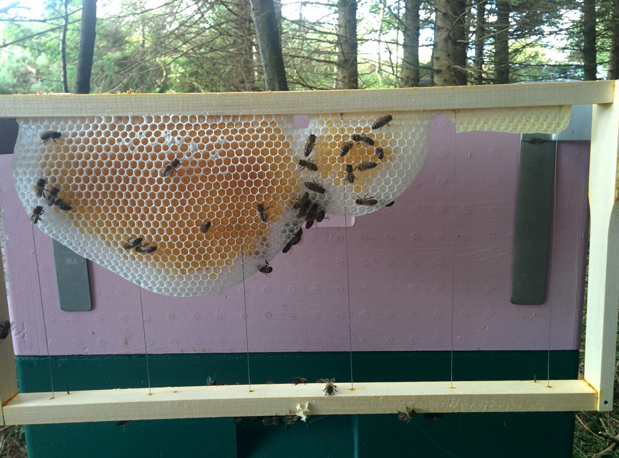 
Heather in full flow at the moment  