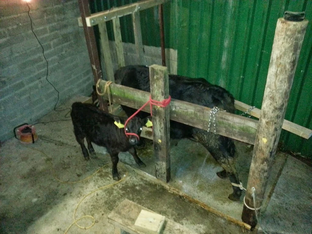 
All set up for milking and Luc enjoying some milk  