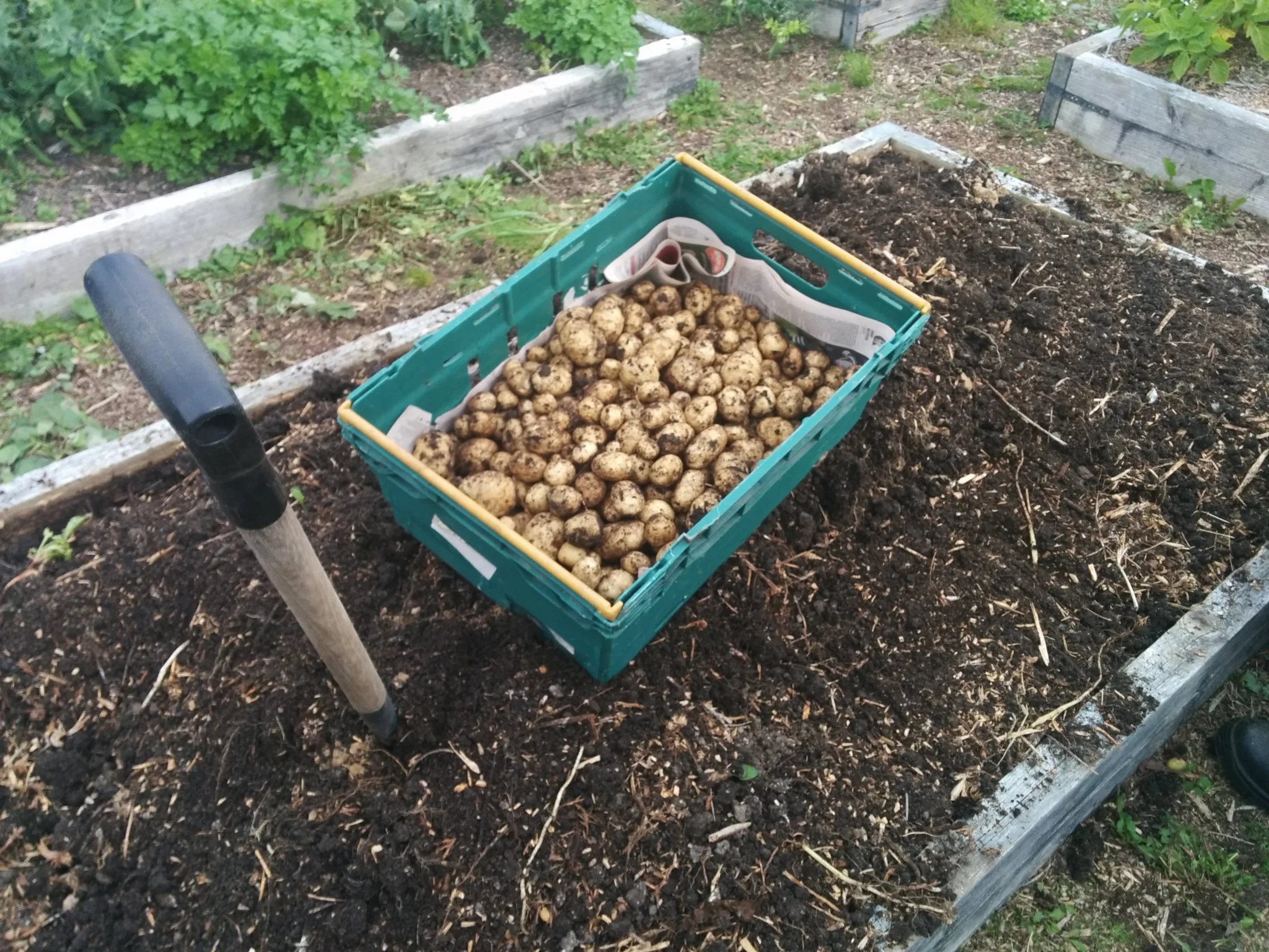
Starting to lift this years potatoes  