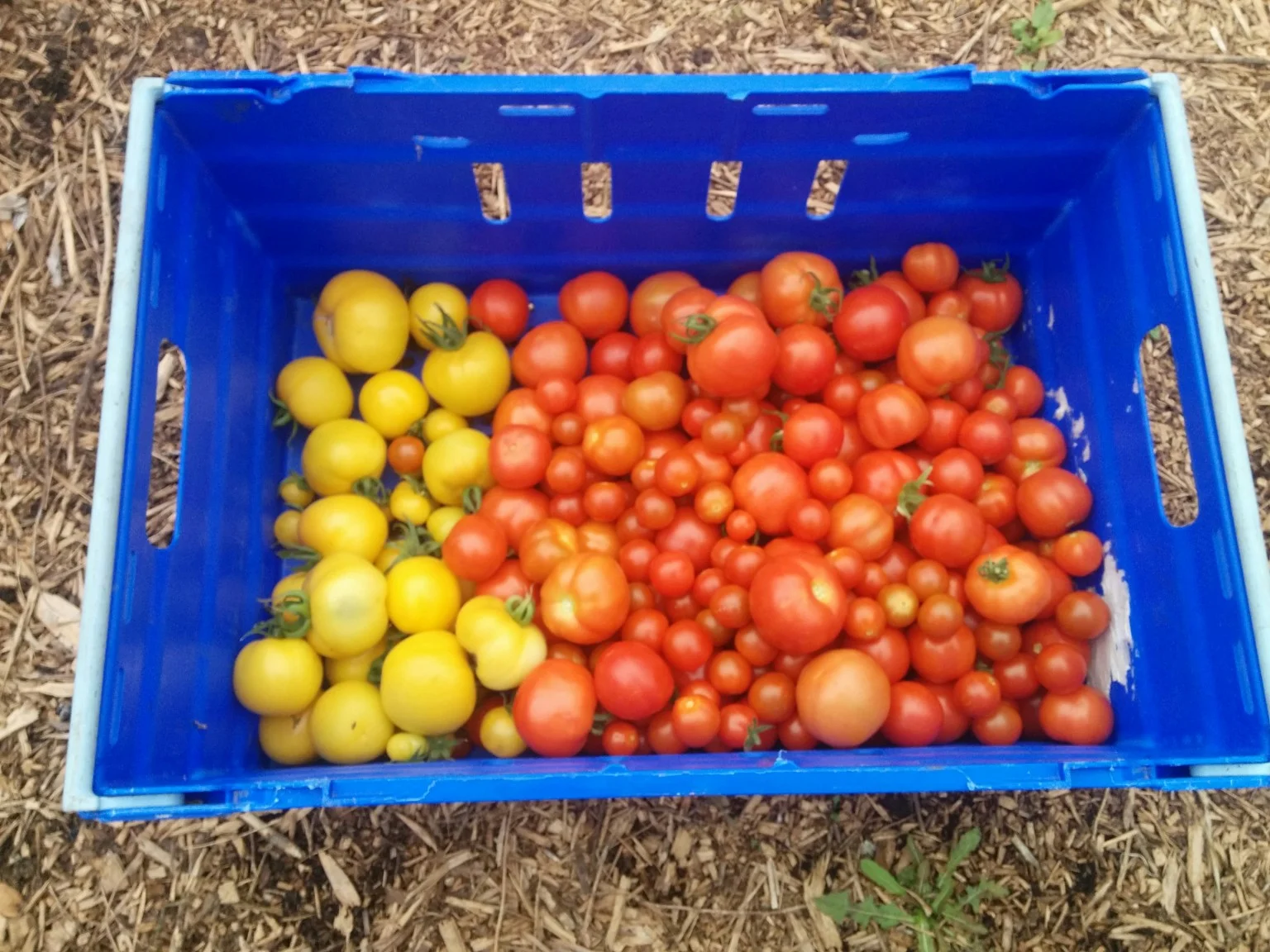 
First round of tomato passata making bottled  