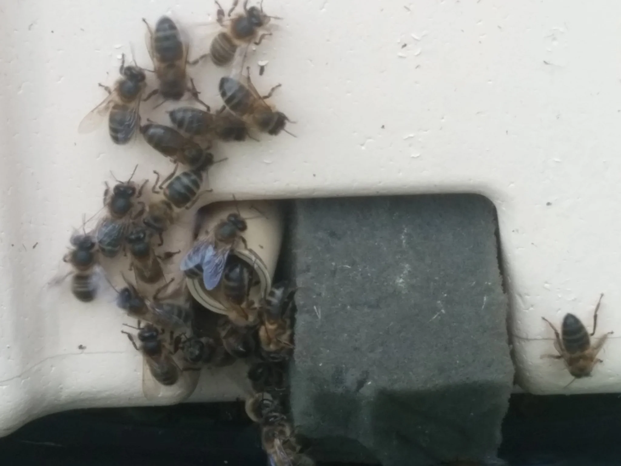 
Some of the nucs under pressure  