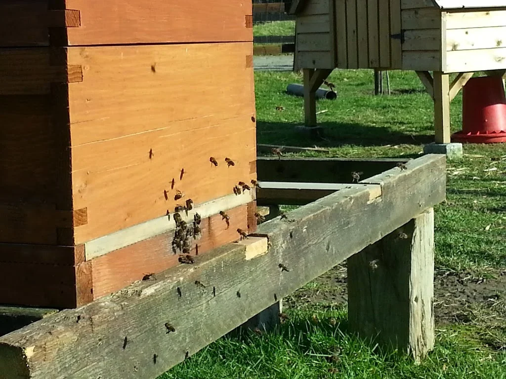 
Bit of sun brings out the bees  