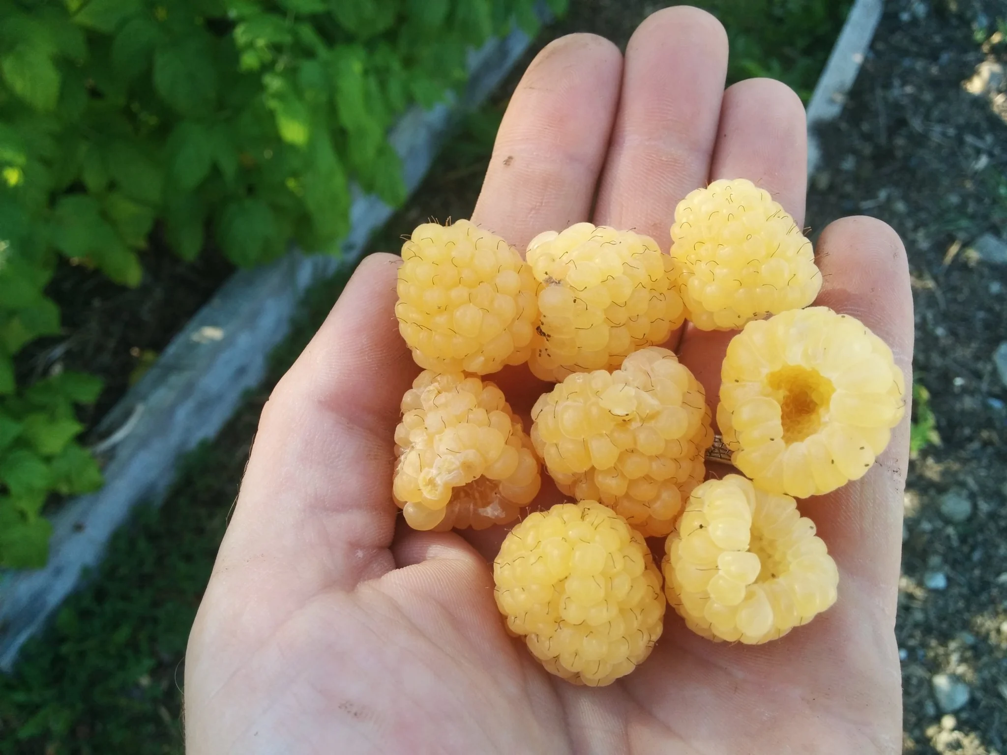 
Some soft fruit picked for desert tonight  
