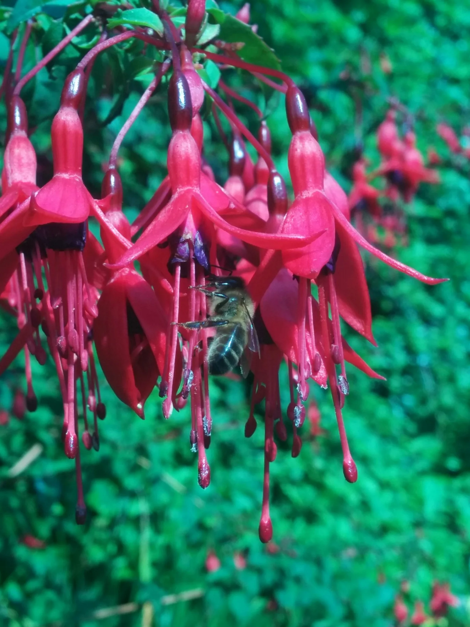
Some of my bees on some flowers in Dalkey today  