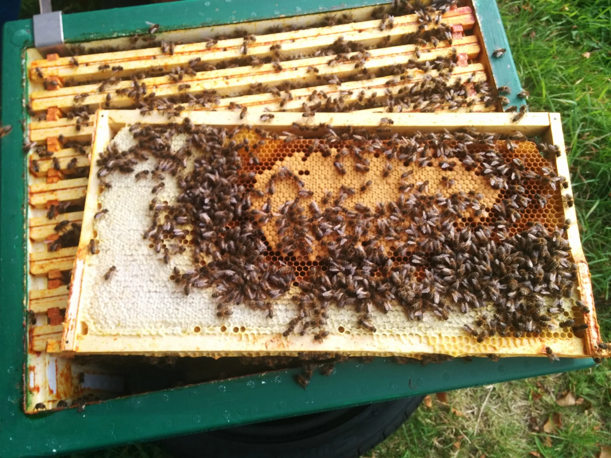 
All my hives now treated for varroa and nearly ready for the winter  