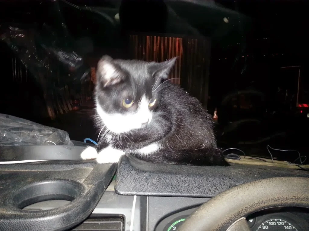 
Cat in the van  