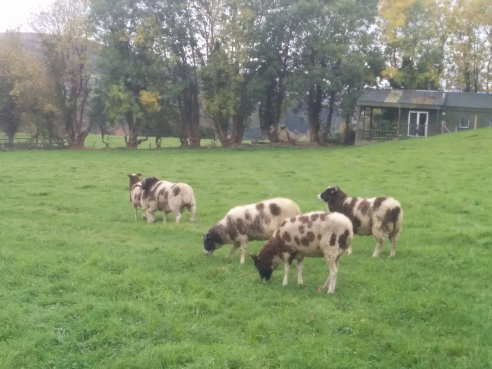 
Ram in with the ewes and already working hard  