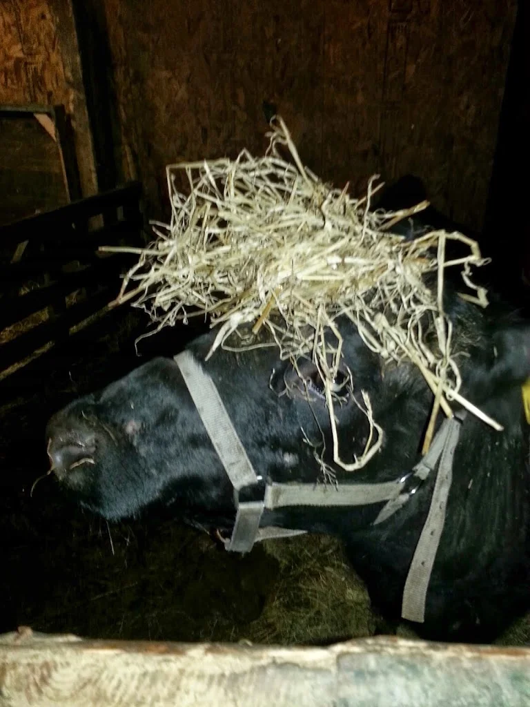 
Cara's new fashion style  