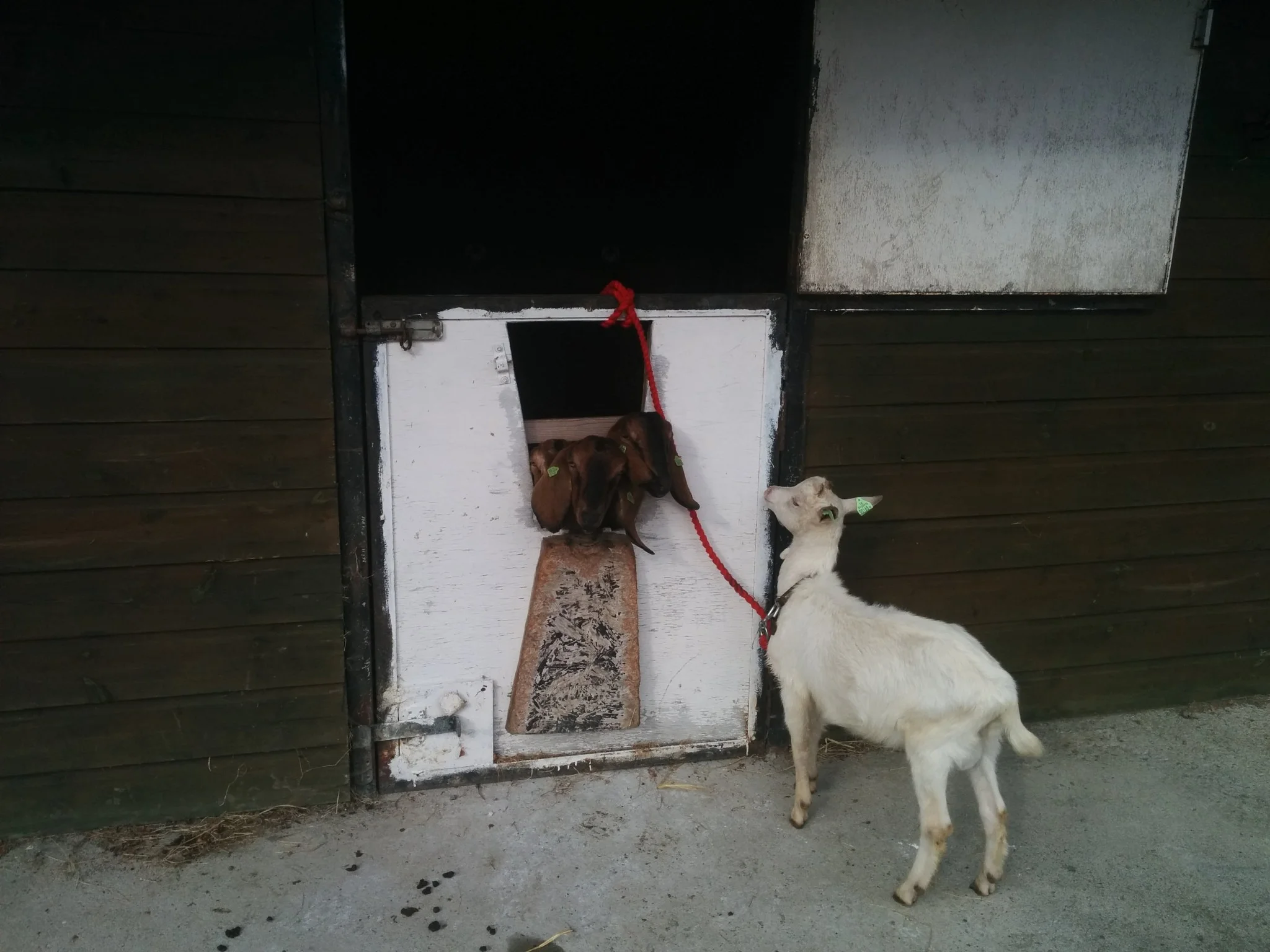 
This years buck just arrived  