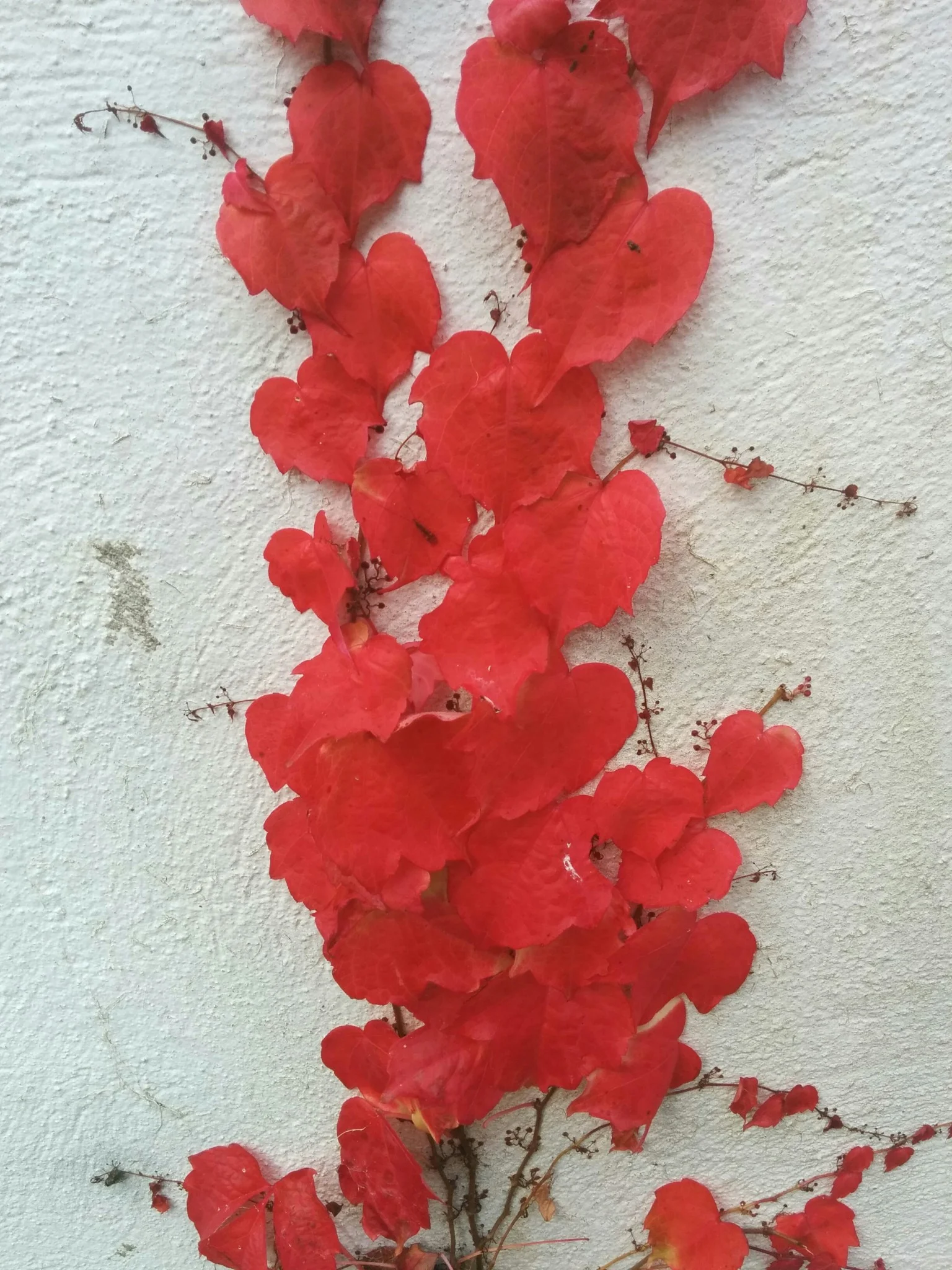 
Incredible autumn colour from the Boston Ivy  