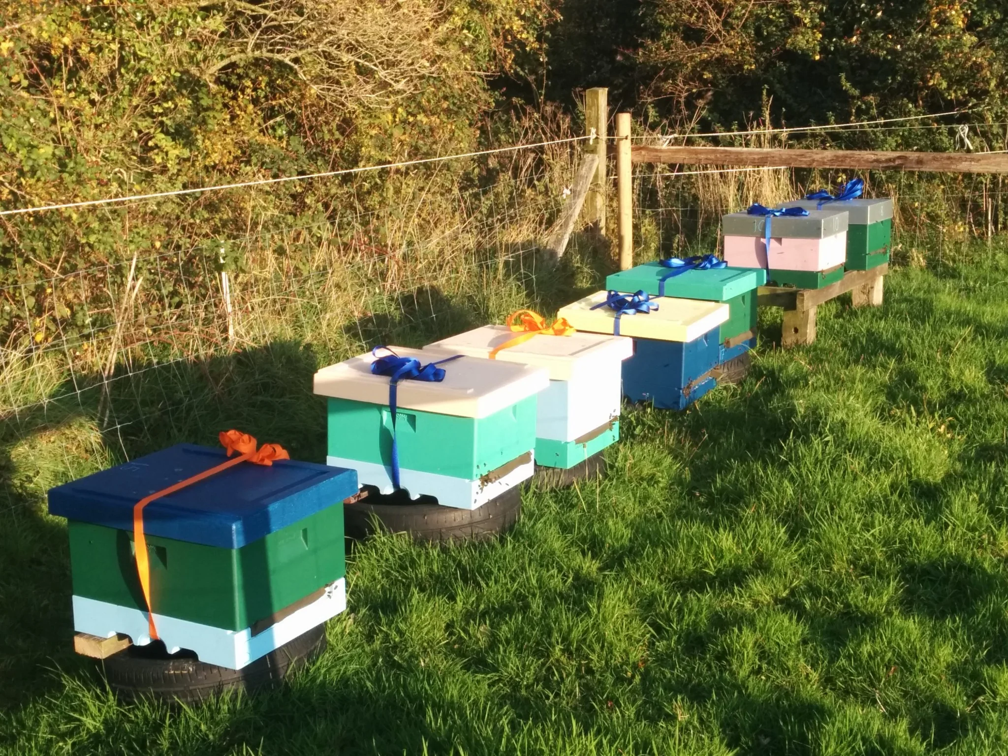 
Bees in Ballycullen all ready for the winter  