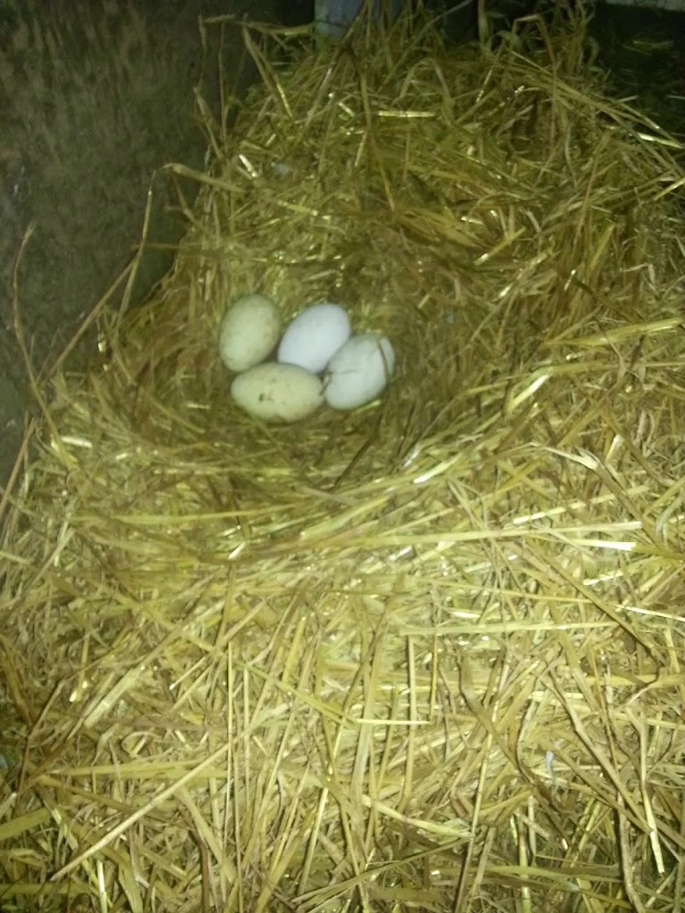 
And then there was 4  