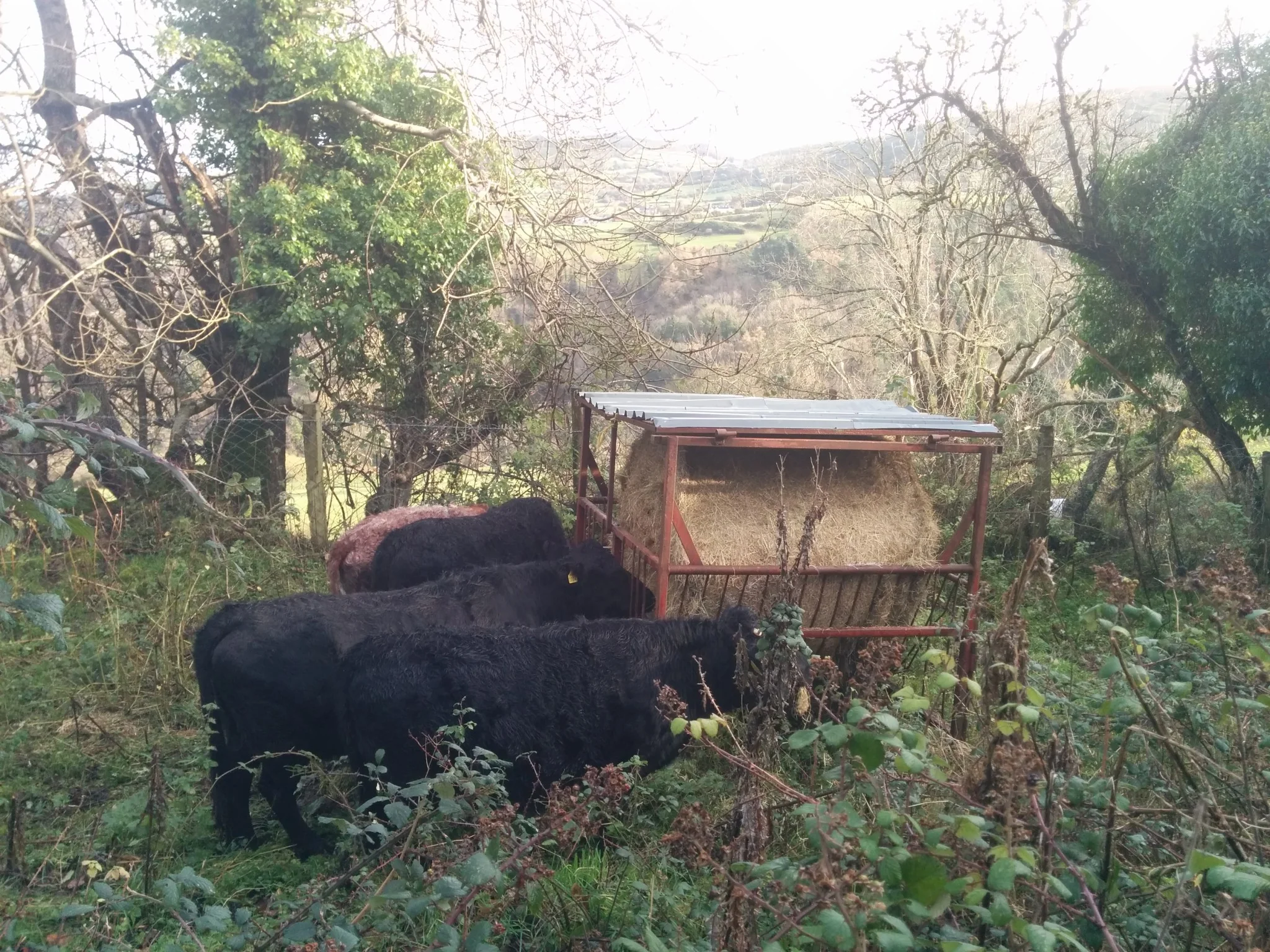 
First bale of hay up to the cattle  