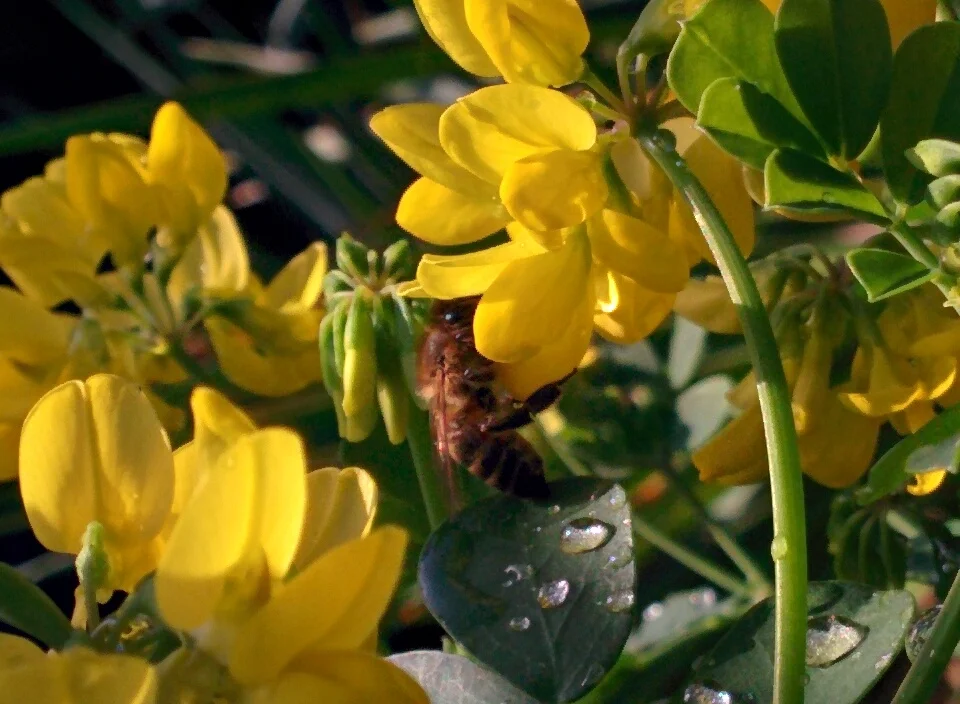 
Christmas week and the bees in Dalkey are busy  
