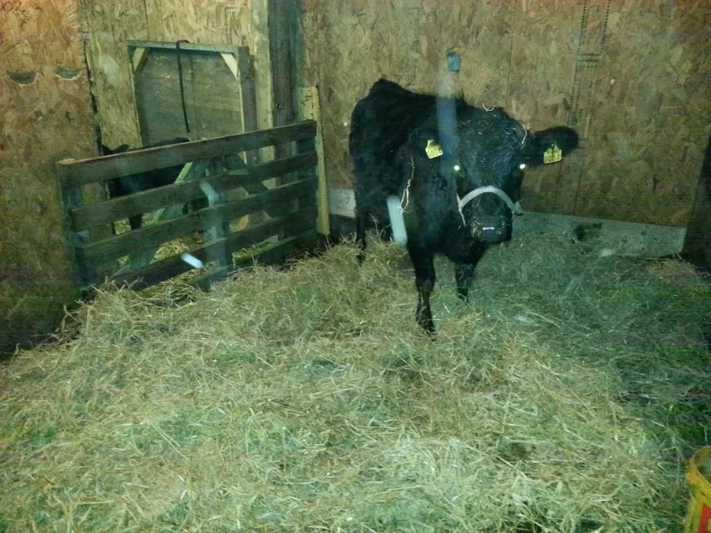 
Getting a routine ready for milking  