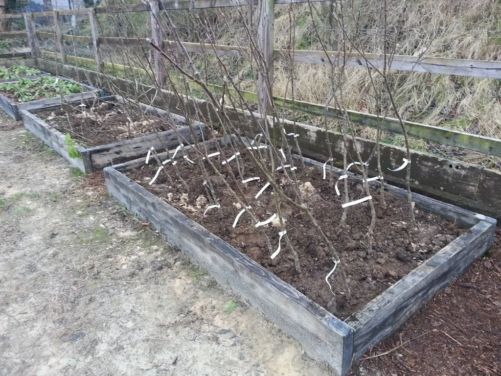 
New apple trees  