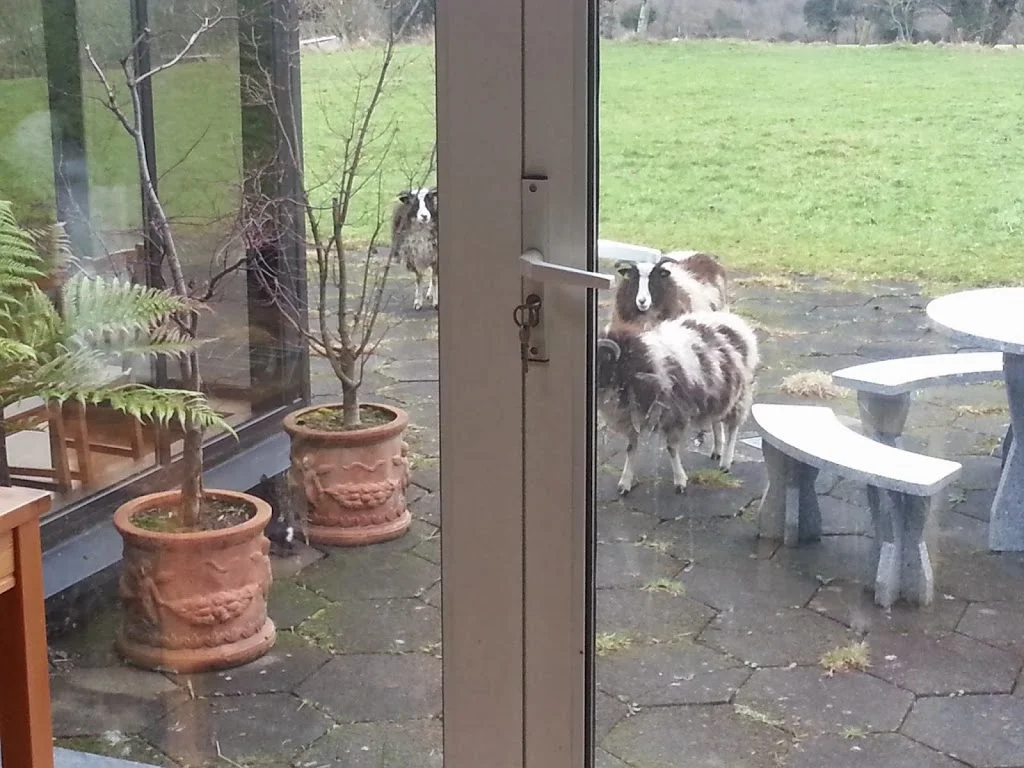 
Lucy playing with the Jacobs  