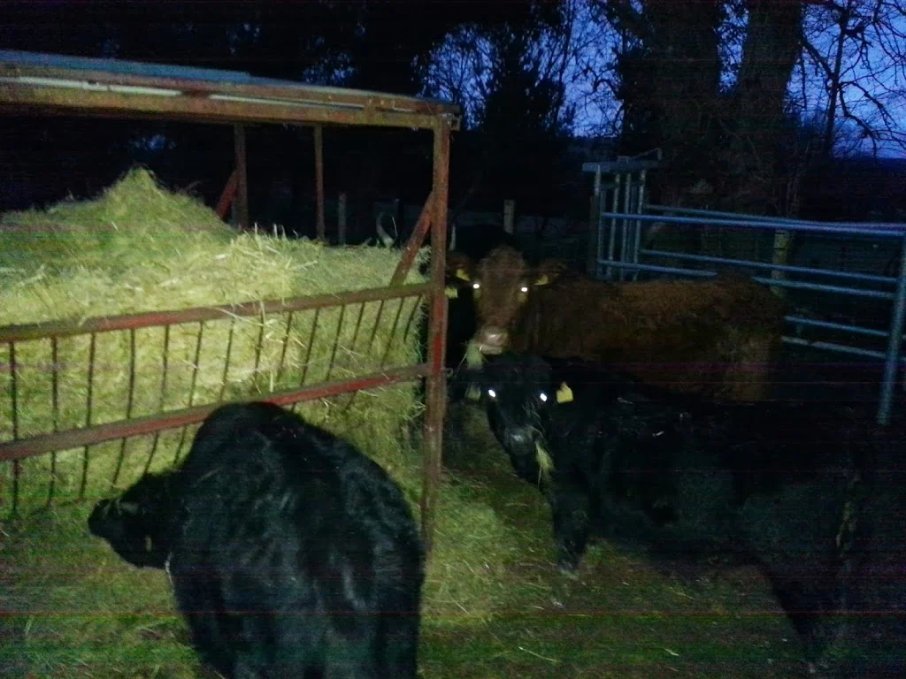 
Hay & Straw  