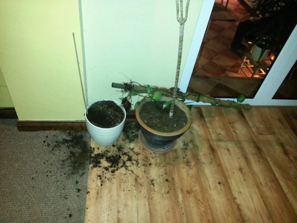 
Lucy being destructive...  