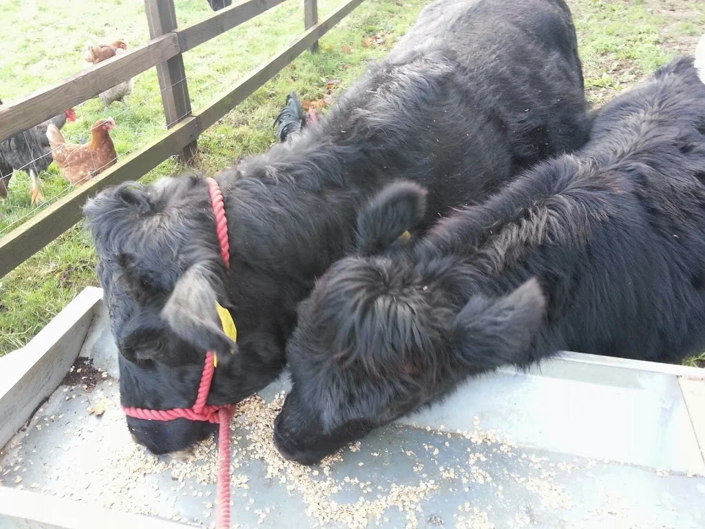 
Halter training Cara  