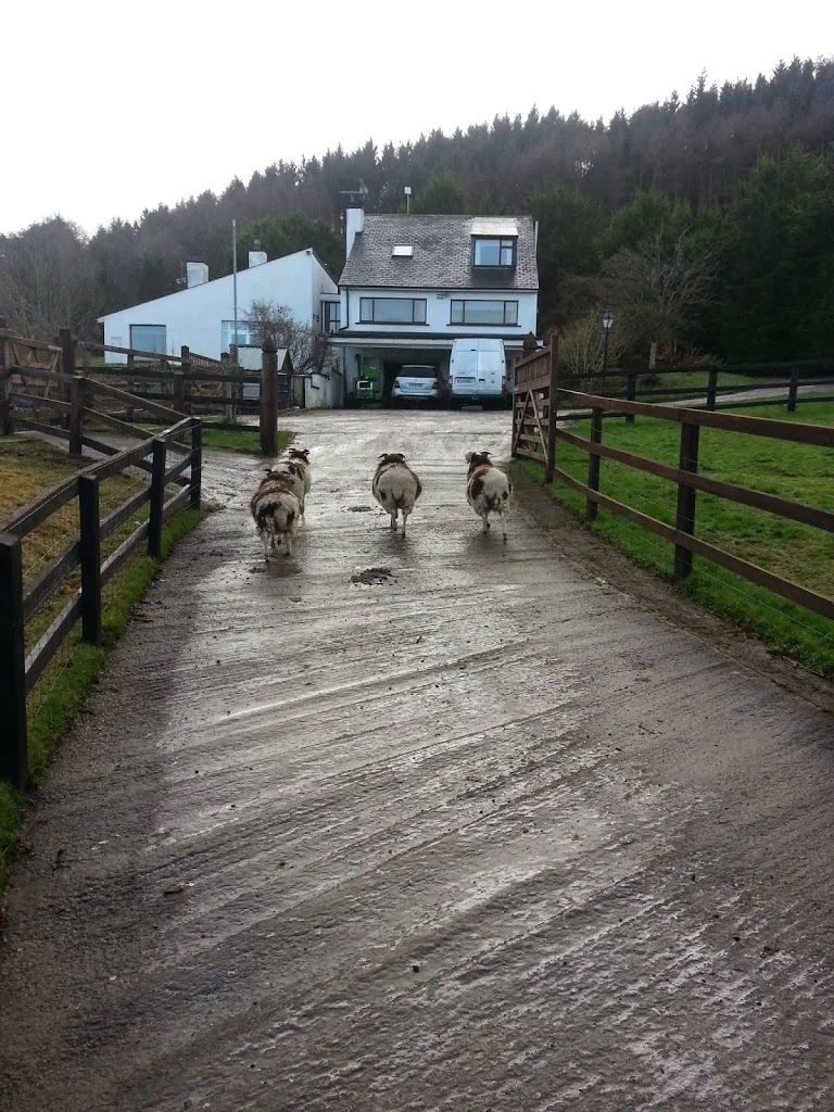 
Sheep up to graze the lawn  