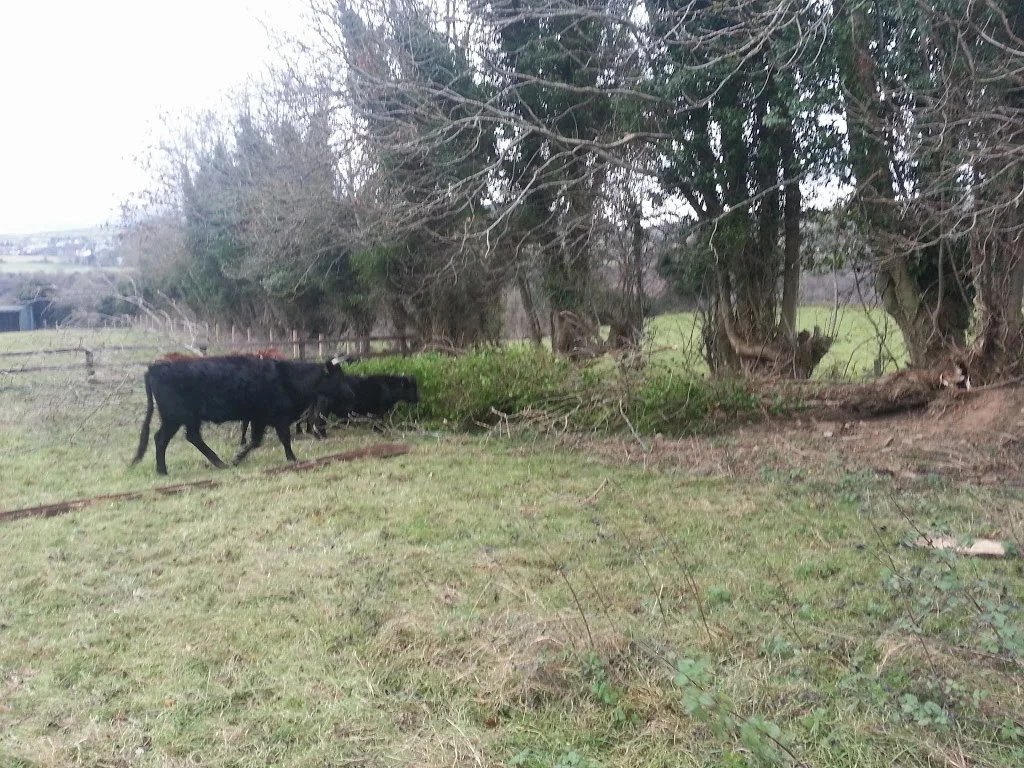 
Witnessing a tree being blown down  