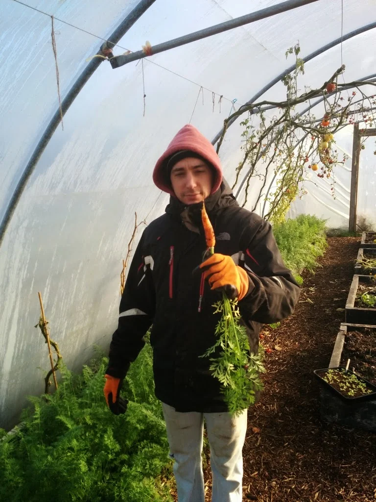 
First carrot from the poly-tunnel  