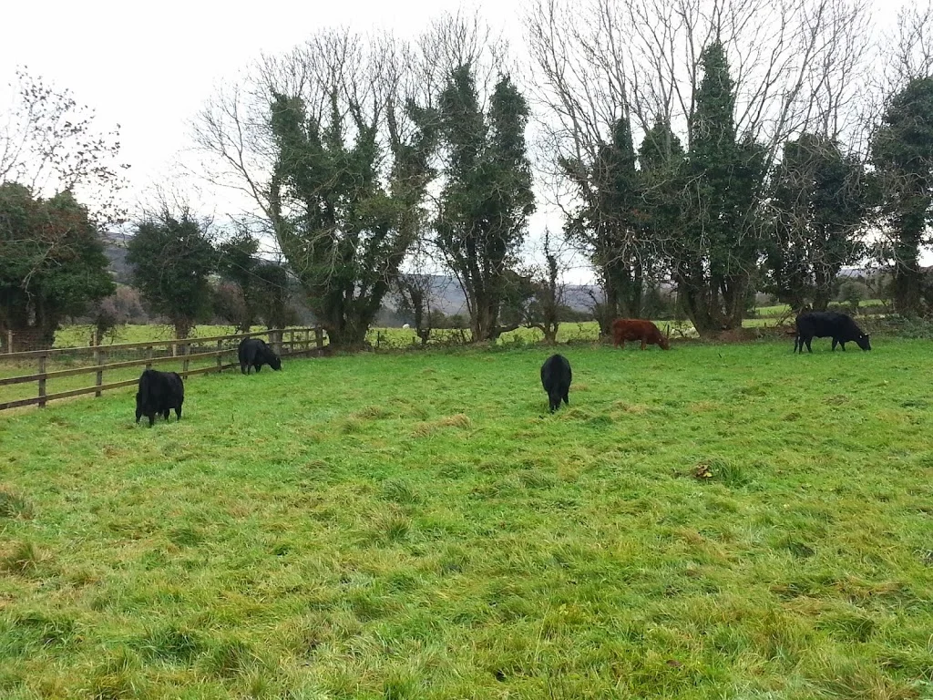 
Cattle up to the middle field  