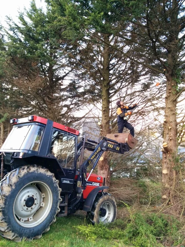 
Reducing the laylandii  