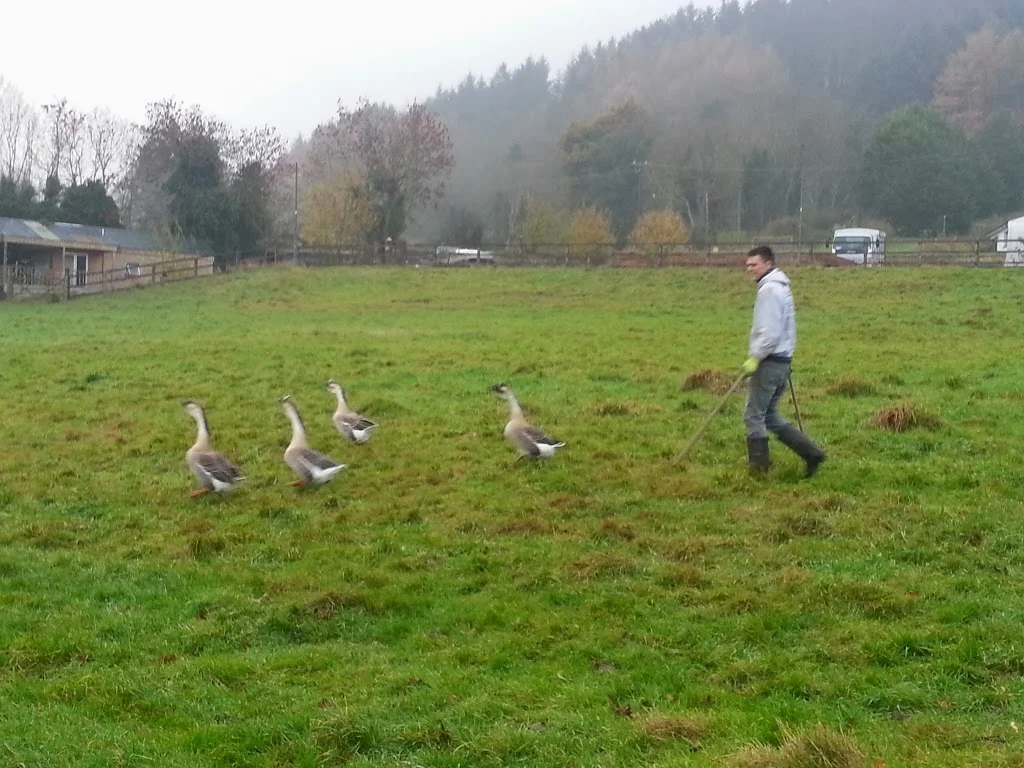 
Connor bringing out the geese  